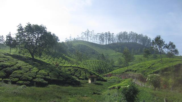 Kerala Backwaters & Hills