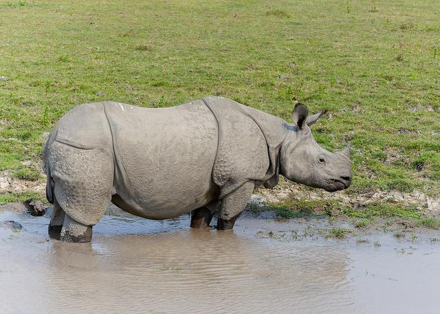 Shillong & Kaziranga Northeast Explorer